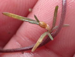 Cyphia digitata digitata