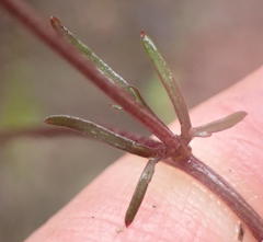 Cyphia digitata digitata