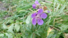 Geranium pratense