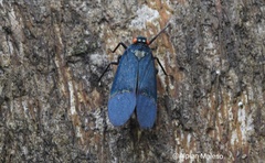 Penthicodes farinosus