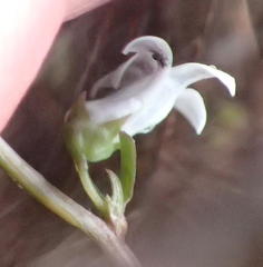 Cyphia digitata digitata