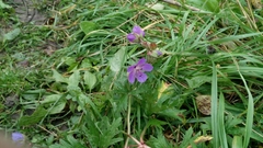 Geranium pratense