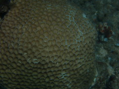 Paramontastraea peresi