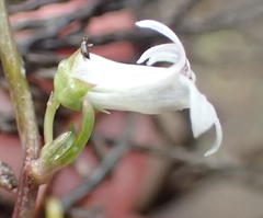 Cyphia digitata digitata