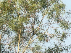 Phaenicophaeus tristis