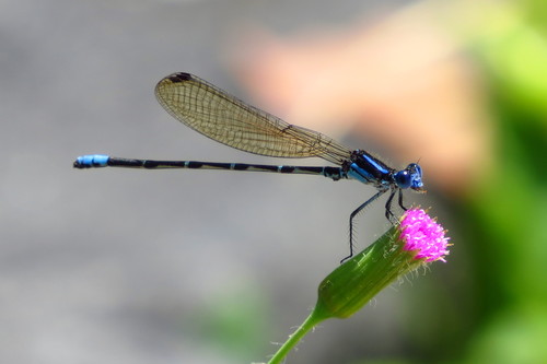 Blue-ringed Dancer photographed in Florida