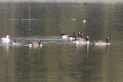 Branta canadensis moffitti