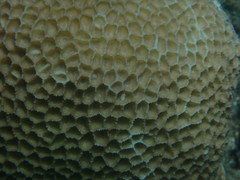 Paramontastraea peresi