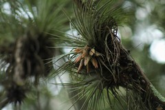 Tillandsia matudae