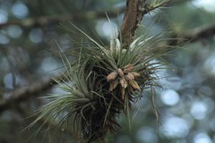 Tillandsia matudae