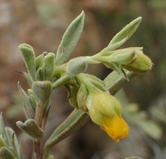 Hermannia odorata