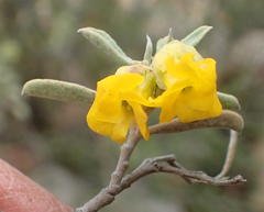 Hermannia odorata