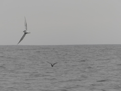 Pterodroma defilippiana