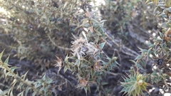Chuquiraga ruscifolia