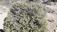 Chuquiraga ruscifolia