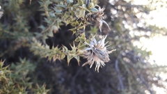 Chuquiraga ruscifolia