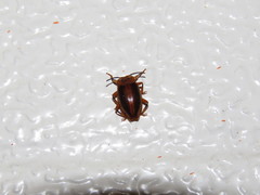Epipocinae