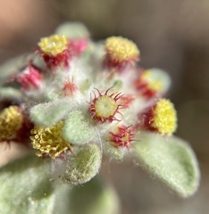 Vellereophyton