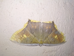 Thinopteryx nebulosa