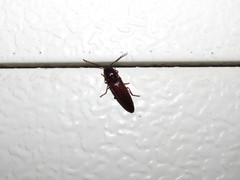 Elateridae