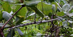 Nesiophasma giganteum