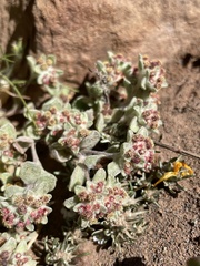 Vellereophyton