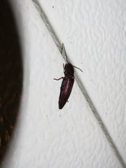 Elateridae