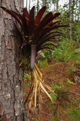 Tillandsia multicaulis