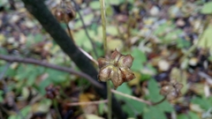 Lilium martagon