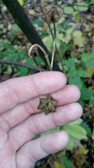 Lilium martagon