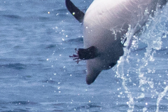 Xenobalanus globicipitis