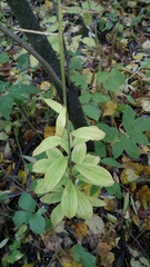Lilium martagon