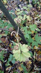Lilium martagon