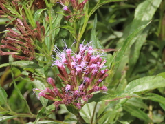 Chromolaena perglabra