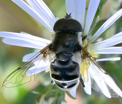 Eristalis dimidiata