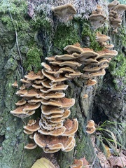 Inonotus cuticularis