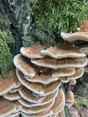 Inonotus cuticularis