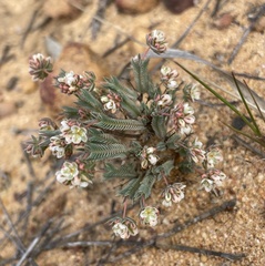 Psammotropha