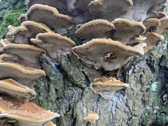 Inonotus cuticularis