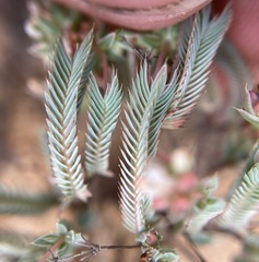 Psammotropha