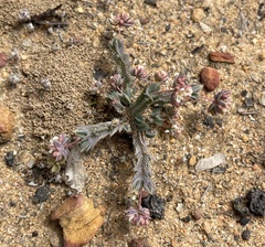 Psammotropha