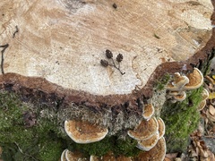 Inonotus cuticularis