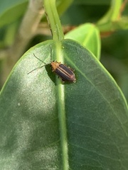 Heikertingeria clarki