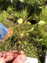 Ranunculus bonariensis trisepalus