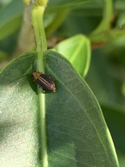 Heikertingeria clarki