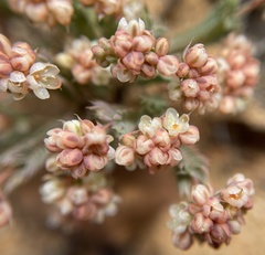 Psammotropha