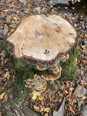 Inonotus cuticularis