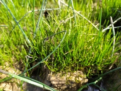 Pilularia globulifera