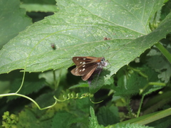 Corra coryna catargyra