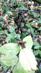 Campanula latifolia